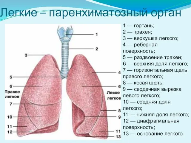 Легкие – паренхиматозный орган 1 — гортань; 2 — трахея; 3