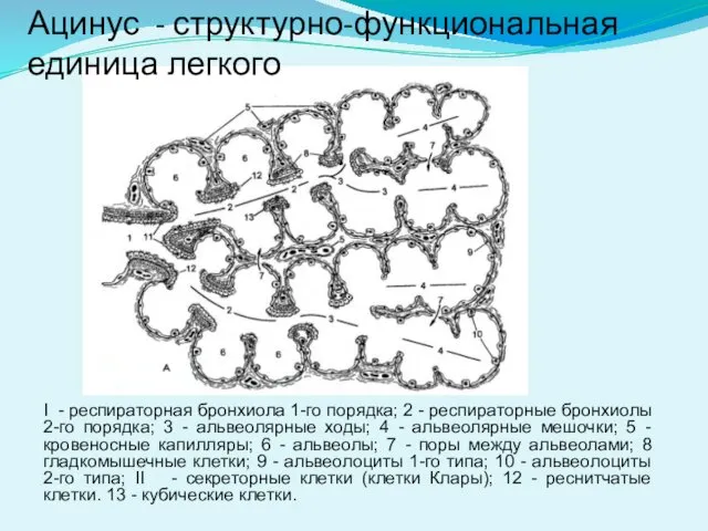 Ацинус - структурно-функциональная единица легкого I - респираторная бронхиола 1-го порядка;