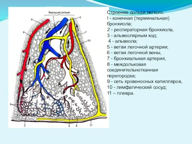 Строение дольки легкого. I - конечная (терминальная) бронхиола; 2 - респираторная