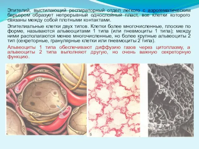 Эпителий, выстилающий респираторный отдел легкого с аэрогематическим барьером образует непрерывный однослойный