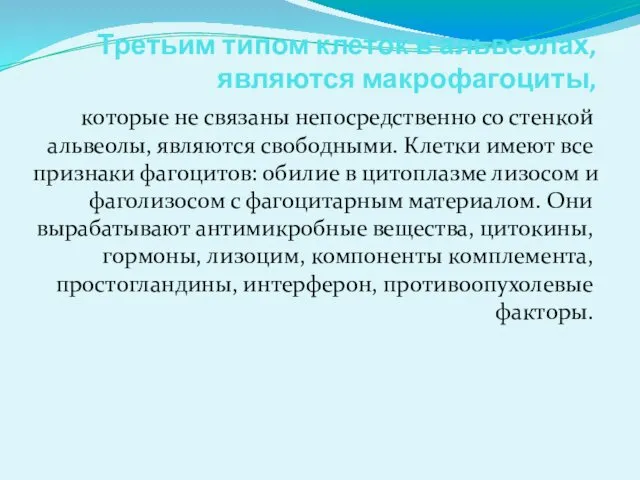 Третьим типом клеток в альвеолах, являются макрофагоциты, которые не связаны непосредственно