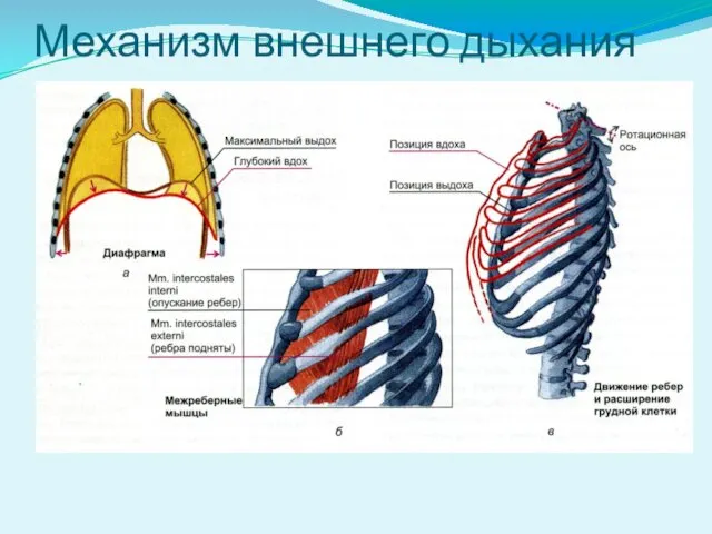 Механизм внешнего дыхания