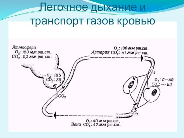 Легочное дыхание и транспорт газов кровью