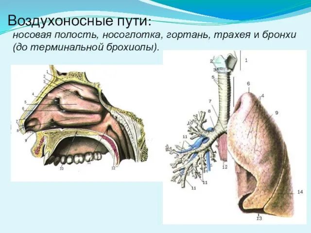 Воздухоносные пути: носовая полость, носоглотка, гортань, трахея и бронхи (до терминальной брохиолы).