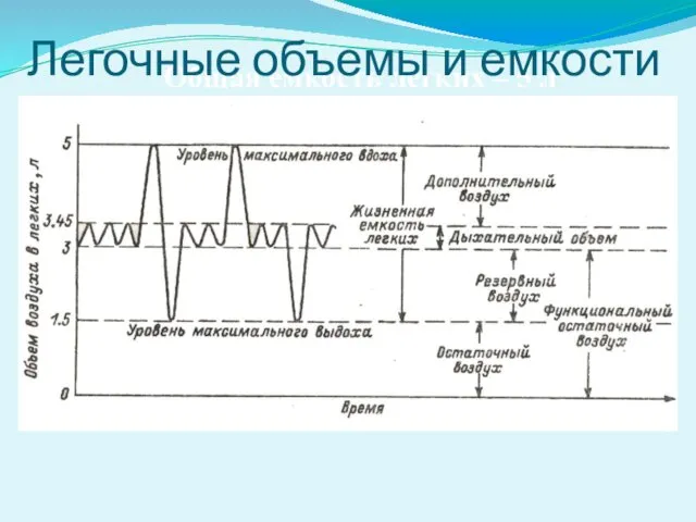 Общая емкость легких – 5 л Легочные объемы и емкости