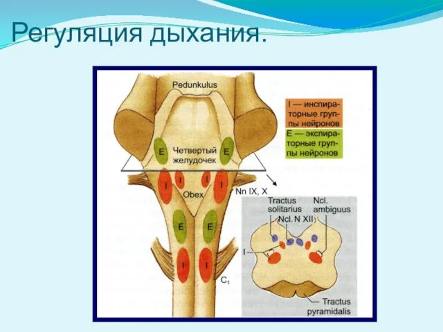 Регуляция дыхания.