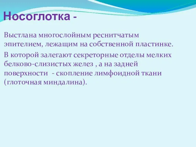 Носоглотка - Выстлана многослойным реснитчатым эпителием, лежащим на собственной пластинке. В