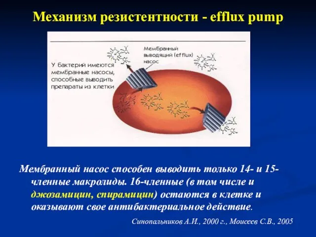 Механизм резистентности - efflux pump Мембранный насос способен выводить только 14-
