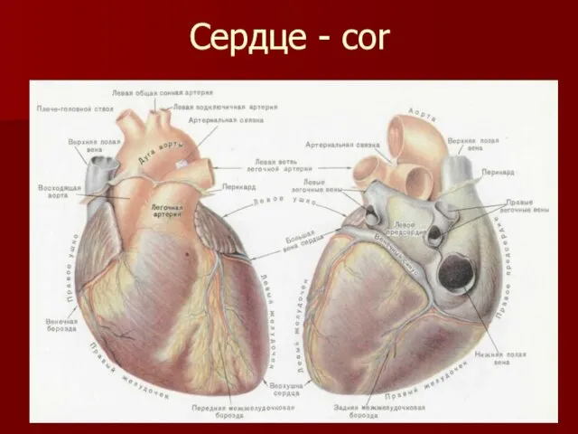 Сердце - cor