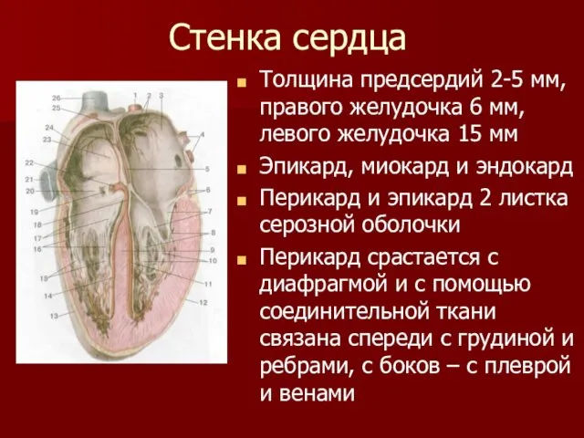 Стенка сердца Толщина предсердий 2-5 мм, правого желудочка 6 мм, левого