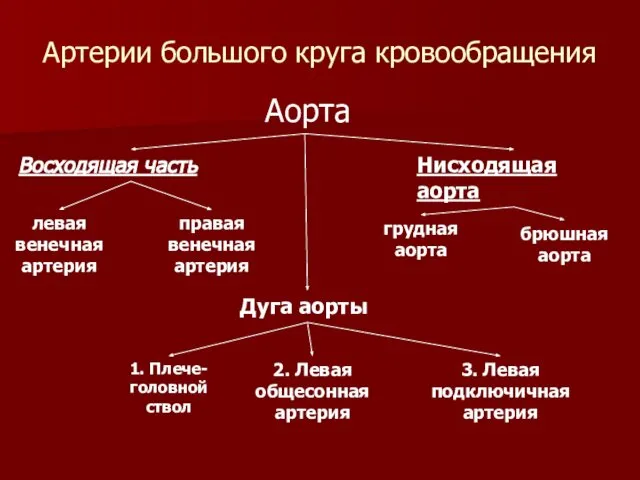 Артерии большого круга кровообращения Аорта Восходящая часть Дуга аорты Нисходящая аорта