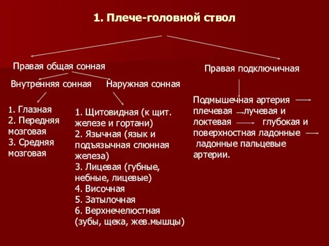 1. Плече-головной ствол Правая общая сонная Правая подключичная Внутренняя сонная Наружная