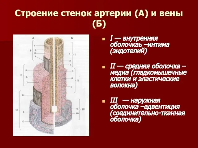 Строение стенок артерии (А) и вены (Б) I — внутренняя оболочкаь