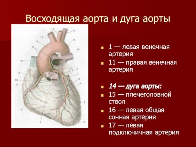 Восходящая аорта и дуга аорты 1 — левая венечная артерия 11