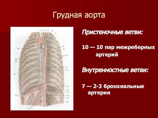 Грудная аорта Пристеночные ветви: 10 — 10 пар межреберных артерий Внутренностные