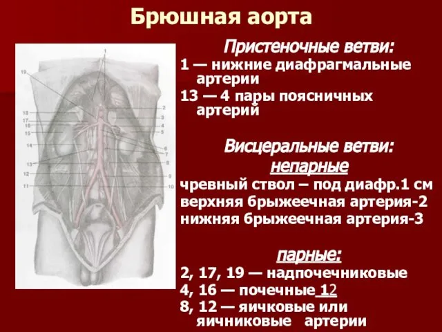 Брюшная аорта Пристеночные ветви: 1 — нижние диафрагмальные артерии 13 —