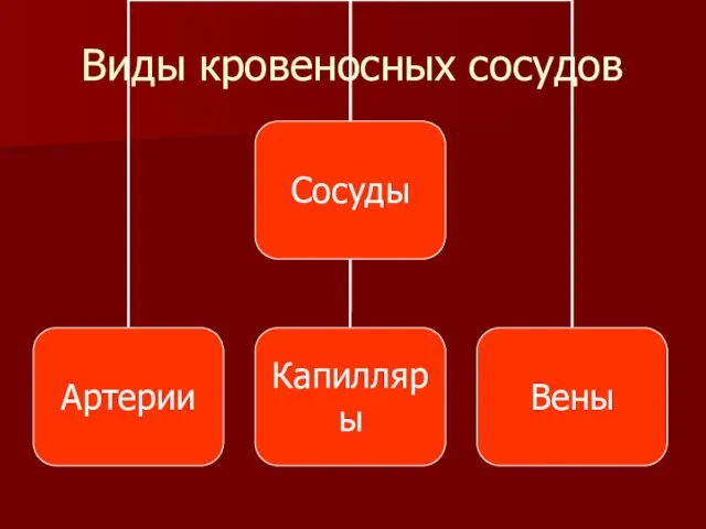 Виды кровеносных сосудов