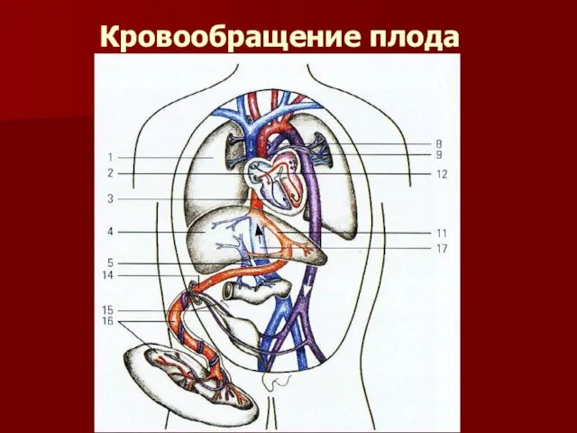 Кровообращение плода