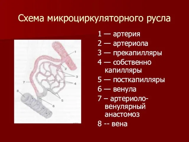 Схема микроциркуляторного русла 1 — артерия 2 — артериола 3 —