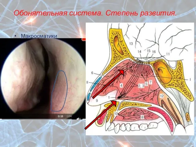 Обонятельная система. Степень развития. Макросматики Микросматики Аносматики Основная обонятельная система (запахи) Дополнительная обонятельная система (феромоны)