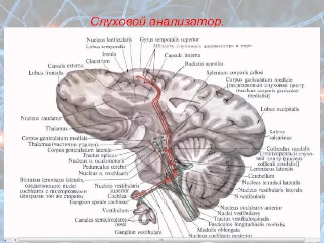 Слуховой анализатор.