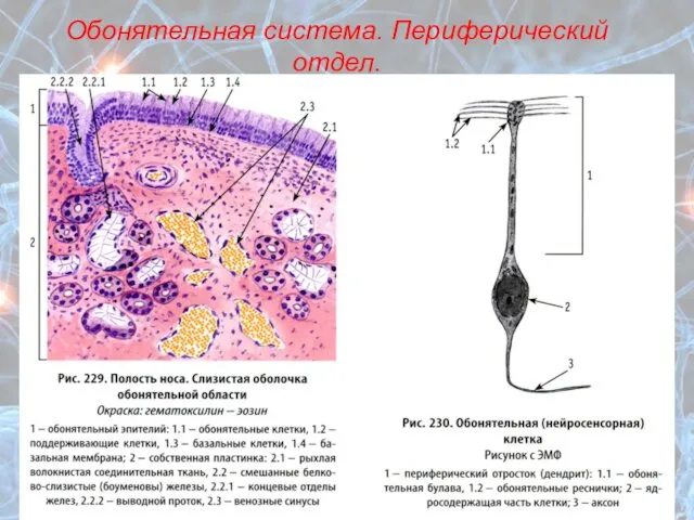 Обонятельная система. Периферический отдел. Обонятельные клетки Опорные клетки Базальные клетки