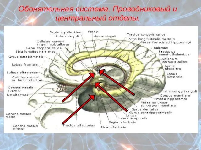 Обонятельная система. Проводниковый и центральный отделы.