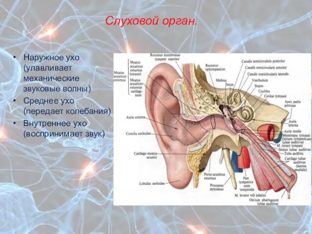 Слуховой орган. Наружное ухо (улавливает механические звуковые волны) Среднее ухо (передает колебания) Внутреннее ухо (воспринимает звук)