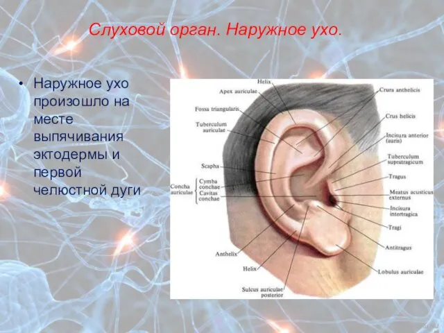 Слуховой орган. Наружное ухо. Наружное ухо произошло на месте выпячивания эктодермы и первой челюстной дуги