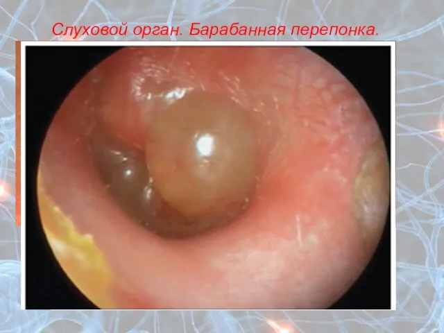 Слуховой орган. Барабанная перепонка.