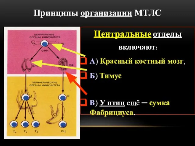 Принципы организации МТЛС Центральные отделы включают: А) Красный костный мозг, Б)