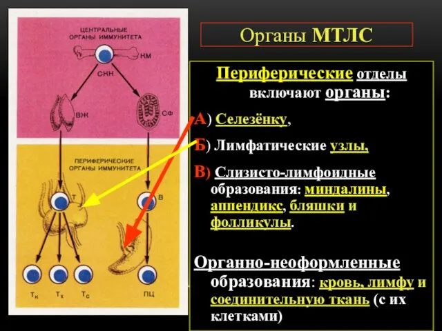 Органы МТЛС Периферические отделы включают органы: А) Селезёнку, Б) Лимфатические узлы,