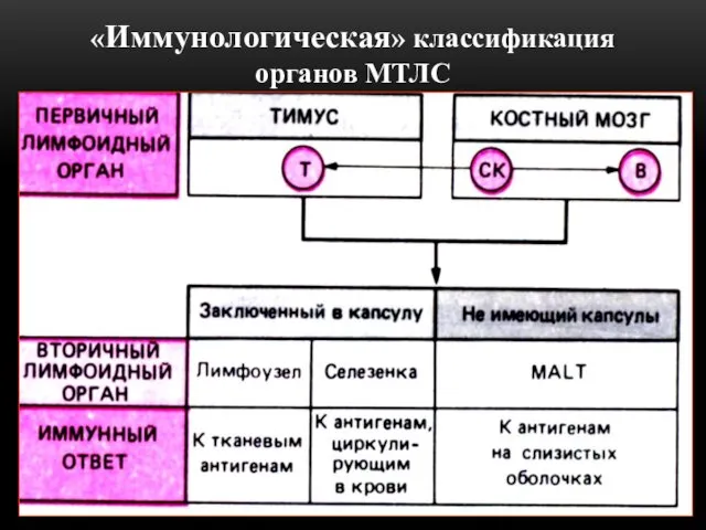 «Иммунологическая» классификация органов МТЛС