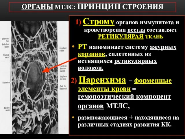 ОРГАНЫ МТЛС: ПРИНЦИП СТРОЕНИЯ 1) Строму органов иммунитета и кроветворения всегда