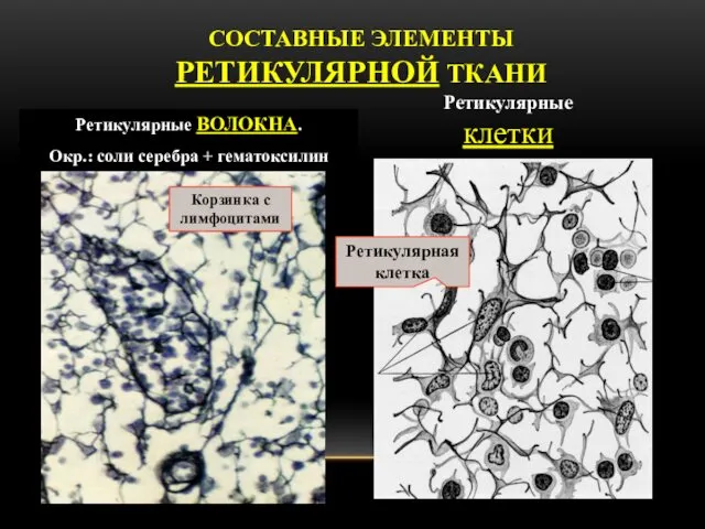 СОСТАВНЫЕ ЭЛЕМЕНТЫ РЕТИКУЛЯРНОЙ ТКАНИ Ретикулярные ВОЛОКНА. Окр.: соли серебра + гематоксилин