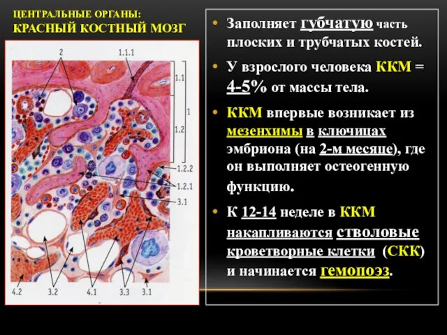 Заполняет губчатую часть плоских и трубчатых костей. У взрослого человека ККМ