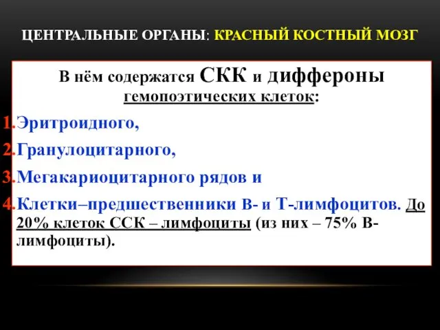 ЦЕНТРАЛЬНЫЕ ОРГАНЫ: КРАСНЫЙ КОСТНЫЙ МОЗГ В нём содержатся СКК и диффероны