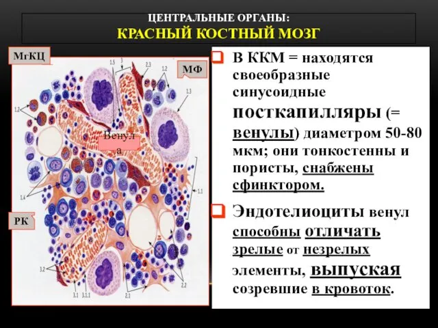 В ККМ = находятся своеобразные синусоидные посткапилляры (= венулы) диаметром 50-80