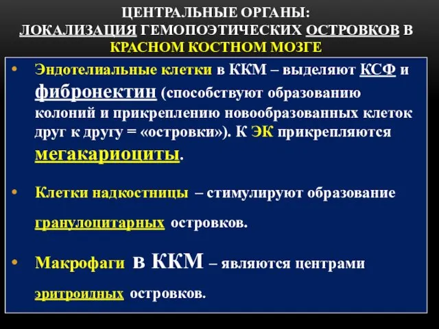 ЦЕНТРАЛЬНЫЕ ОРГАНЫ: ЛОКАЛИЗАЦИЯ ГЕМОПОЭТИЧЕСКИХ ОСТРОВКОВ В КРАСНОМ КОСТНОМ МОЗГЕ Эндотелиальные клетки