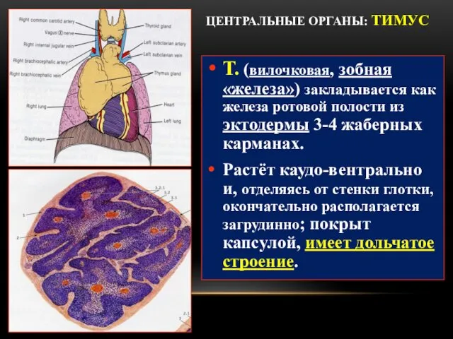 ЦЕНТРАЛЬНЫЕ ОРГАНЫ: ТИМУС Т. (вилочковая, зобная «железа») закладывается как железа ротовой