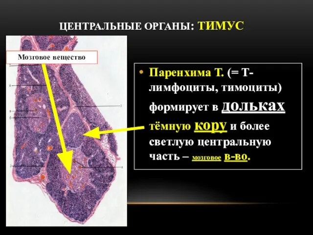 ЦЕНТРАЛЬНЫЕ ОРГАНЫ: ТИМУС Паренхима Т. (= Т-лимфоциты, тимоциты) формирует в дольках