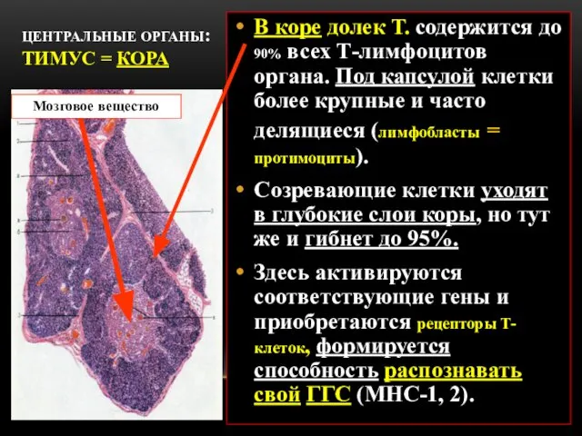 ЦЕНТРАЛЬНЫЕ ОРГАНЫ: ТИМУС = КОРА В коре долек Т. содержится до