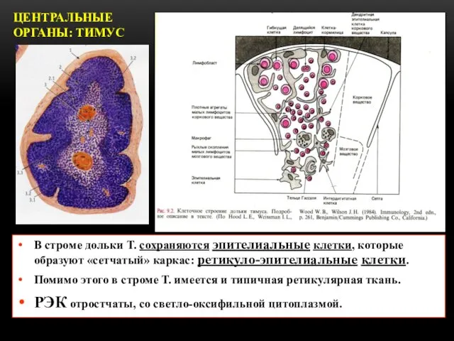 ЦЕНТРАЛЬНЫЕ ОРГАНЫ: ТИМУС В строме дольки Т. сохраняются эпителиальные клетки, которые