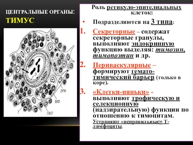 ЦЕНТРАЛЬНЫЕ ОРГАНЫ: ТИМУС Роль ретикуло-эпителиальных клеток: Подразделяются на 3 типа: Секреторные