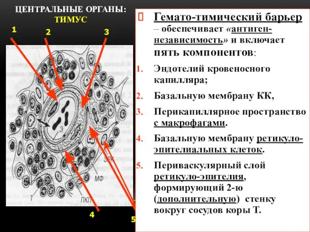 ЦЕНТРАЛЬНЫЕ ОРГАНЫ: ТИМУС 1 2 3 4 5 Гемато-тимический барьер –