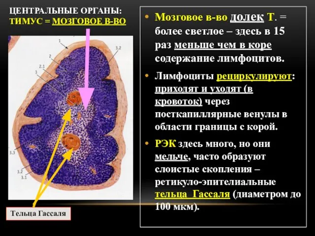 ЦЕНТРАЛЬНЫЕ ОРГАНЫ: ТИМУС = МОЗГОВОЕ В-ВО Мозговое в-во долек Т. =