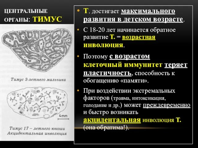 ЦЕНТРАЛЬНЫЕ ОРГАНЫ: ТИМУС Т. достигает максимального развития в детском возрасте. С