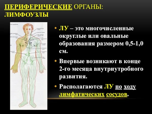 ПЕРИФЕРИЧЕСКИЕ ОРГАНЫ: ЛИМФОУЗЛЫ ЛУ – это многочисленные округлые или овальные образования