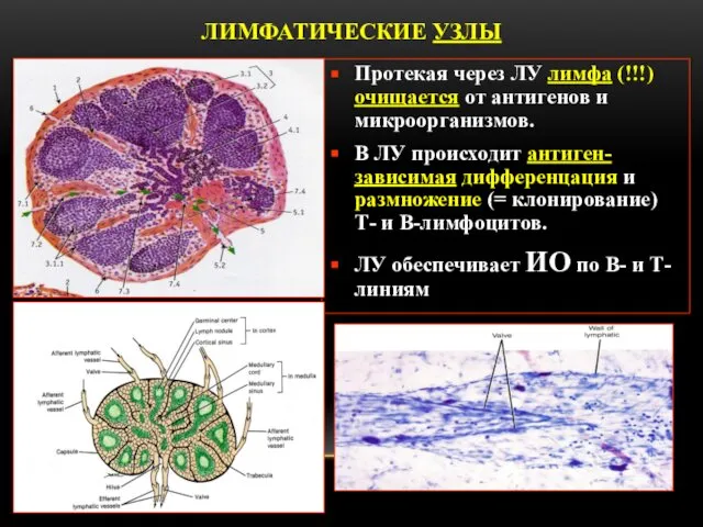 ЛИМФАТИЧЕСКИЕ УЗЛЫ Протекая через ЛУ лимфа (!!!) очищается от антигенов и