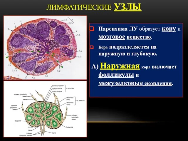 ЛИМФАТИЧЕСКИЕ УЗЛЫ Паренхима ЛУ образует кору и мозговое вещество. Кора подразделяется